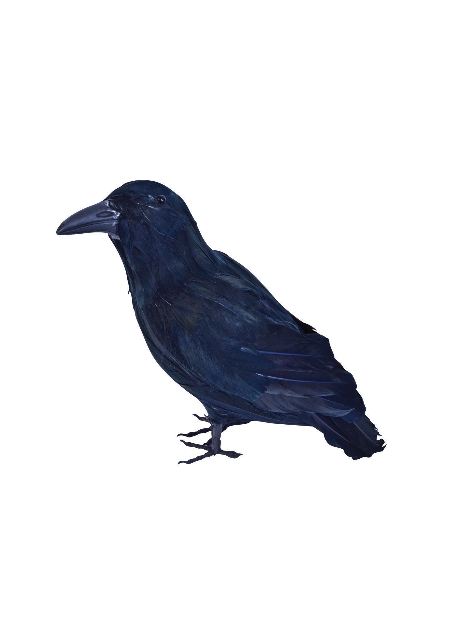 Raven, Multi, Raven, Accessories, One Size, Front