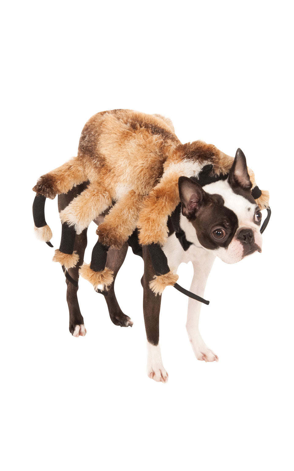 Spider, Multi, Forum, Pet Costumes, Small, Front