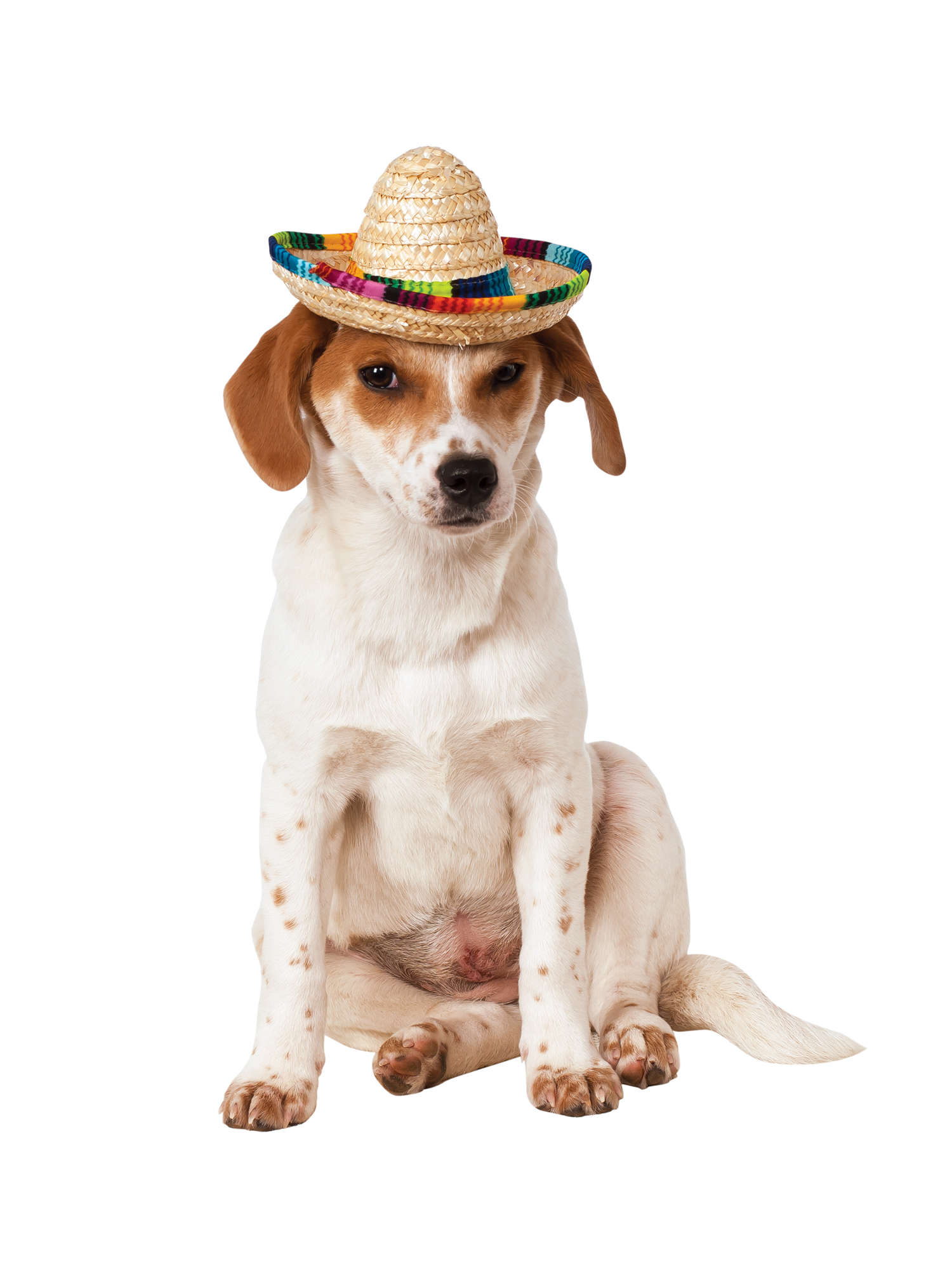 Mexican, Multi, Generic, Pet Costume, Medium, Front